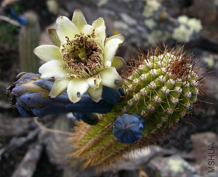 Cipocereus Minensis.jpg