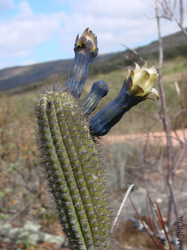 Cipocereus_minensis.jpg