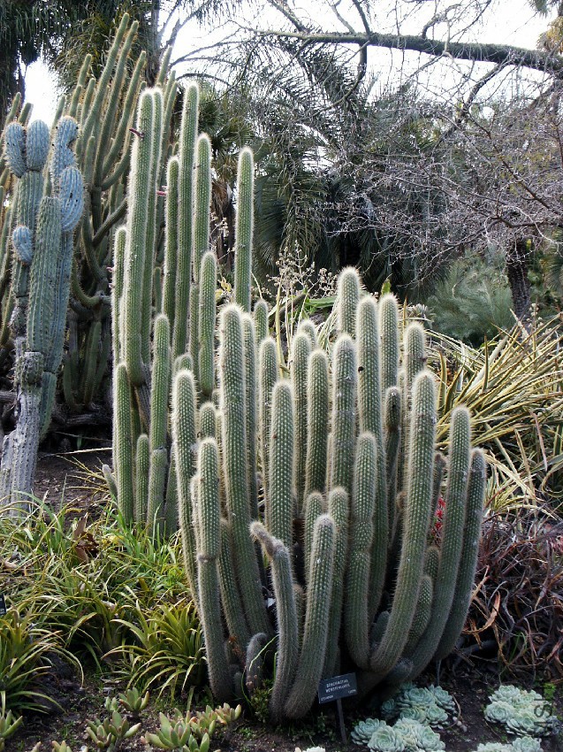 Borzicactus_Websteramus,_Cleistocactus,_Huntington_Desert_Garden.jpg