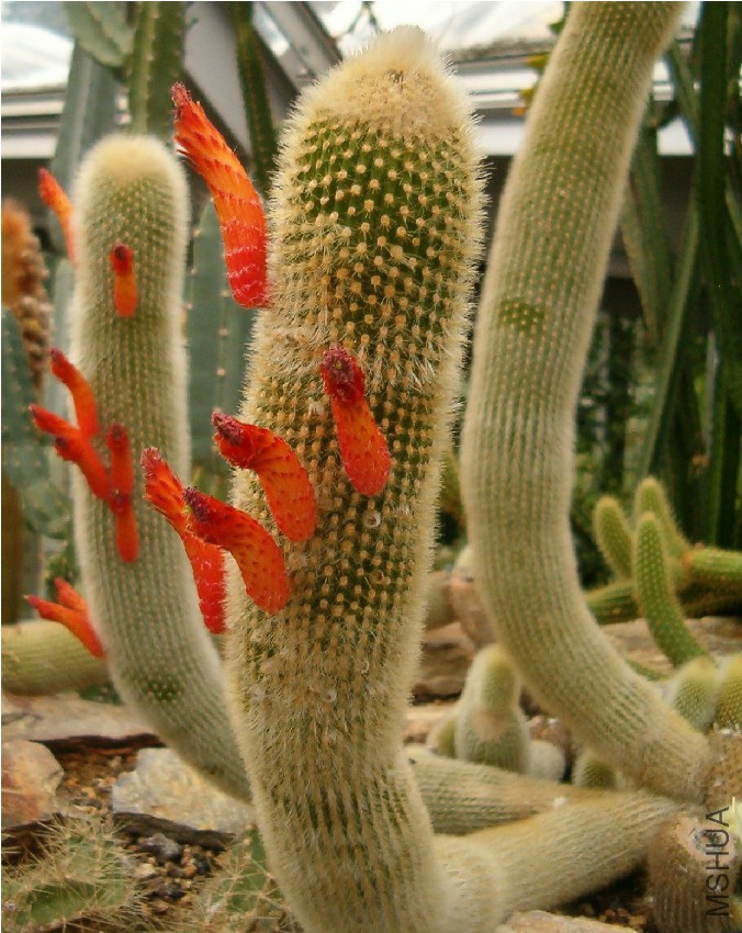 Cleistocactus_brookei_HabitusFlowers_BotGardBln0806a.jpg