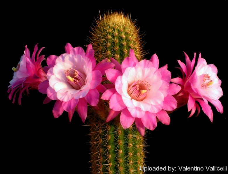 Cleistocactus_saimapatanus_cv__Otto_Schultz_1169_l.jpg