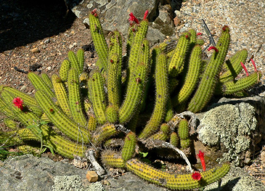 Cleistocactus_samaipatanus_1.jpg