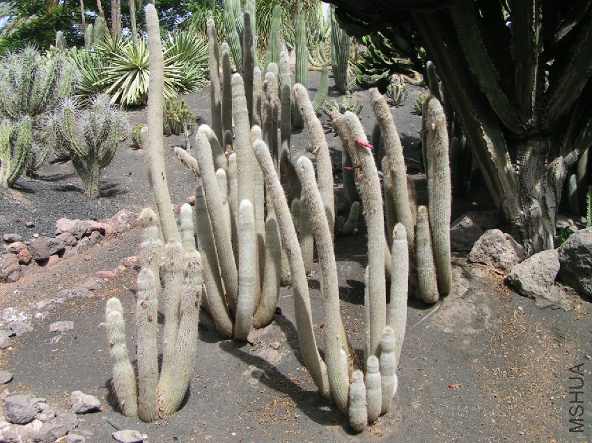 Cleistocactus_strausii_1.jpg