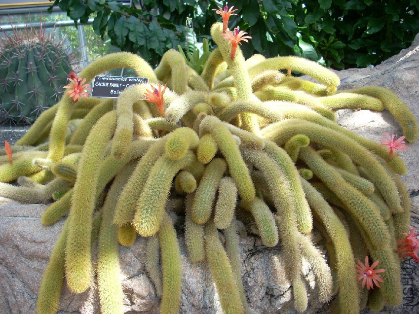 Cleistocactus_Winteri_at_USBG.jpg