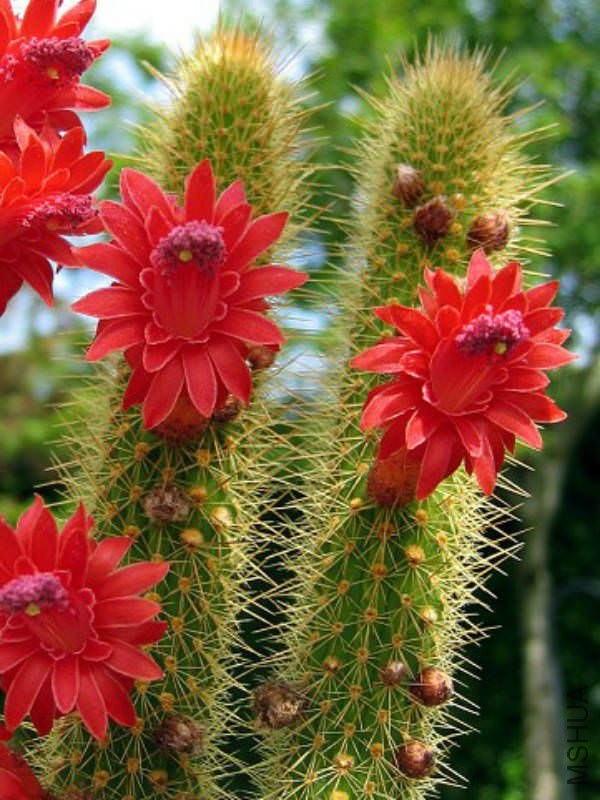Cleistocactus-samaipatanus.jpg