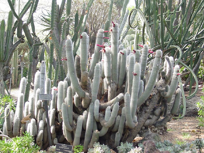 Cleistocactus-strausii-2.jpg