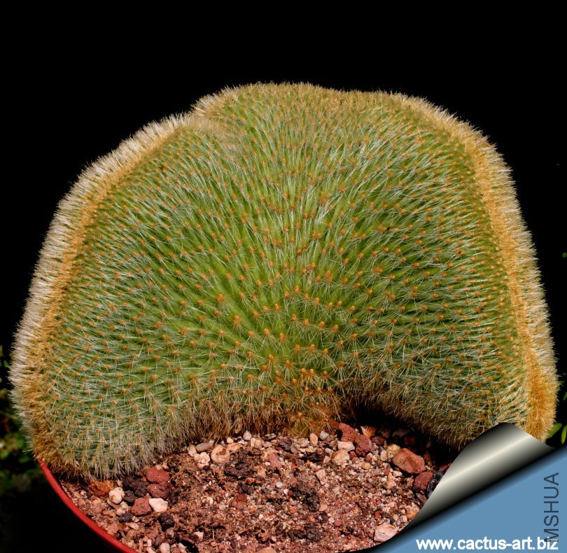 Cleistocactus_margaritianus_cristata_810.jpg
