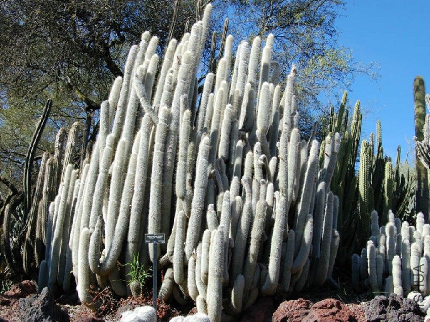 Cleistocactus-strausii-Silver-Torch-Cactus-Snow-Pole1.jpg