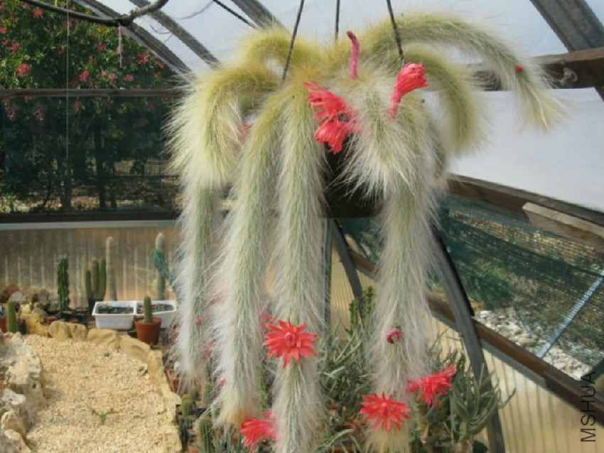 Cleistocactus-winteri-subsp_-colademononis-Monkeys-Tail4.jpg