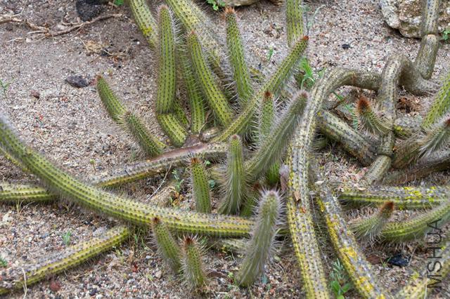 gdr-cleistocactus-candelilla-06203.jpg