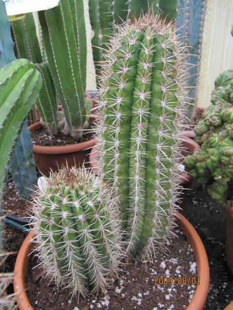Coleocephalocereus_goebelianus.jpg