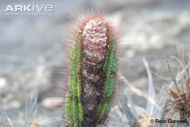 coleocephalocereus-purpureus.jpg