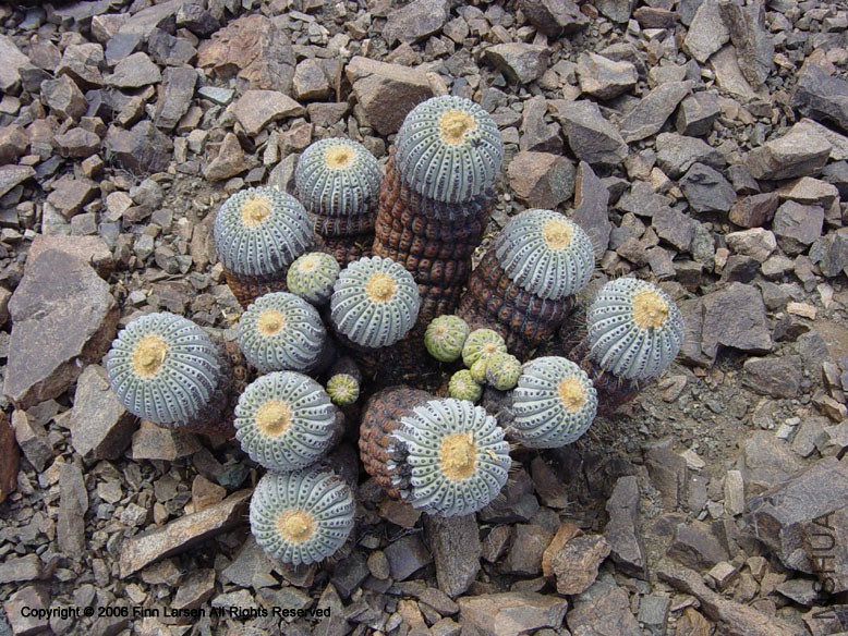 10_Copiapoa_tenebrosa.jpg