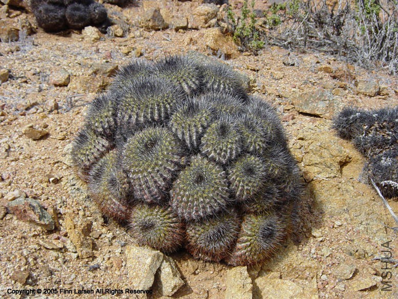 11_Copiapoa_serpentisulcata.jpg