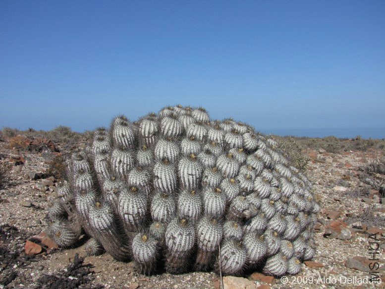 1543-copiapoa-dealbata_1.jpg