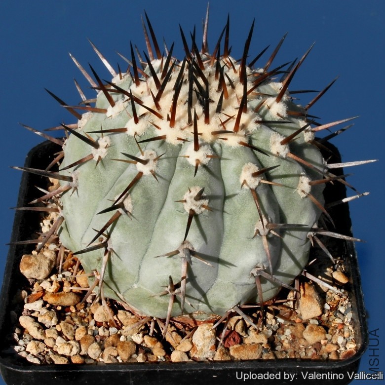 Copiapoa_cinerea_7822_l.jpg