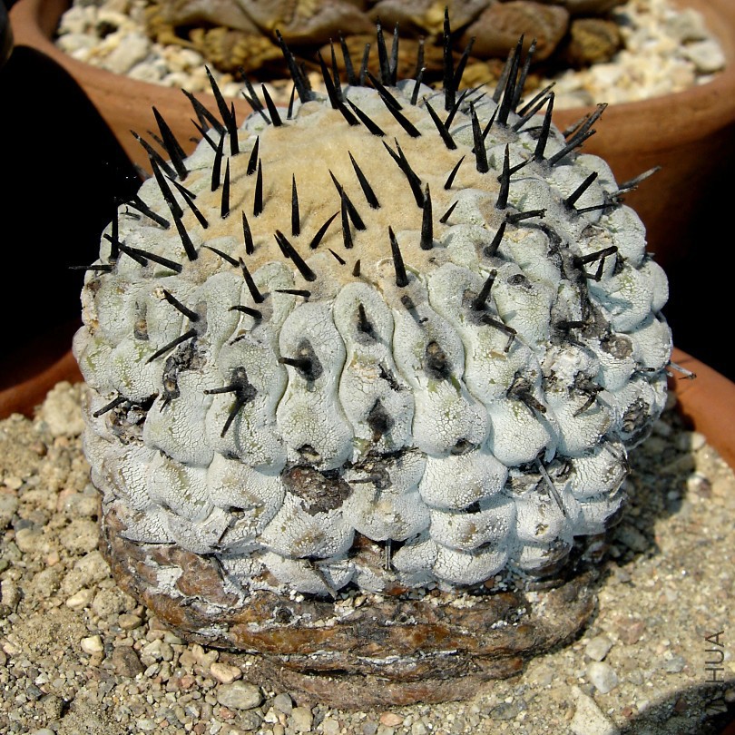 Copiapoa_cinerea_gianluca_scibilia_540.jpg