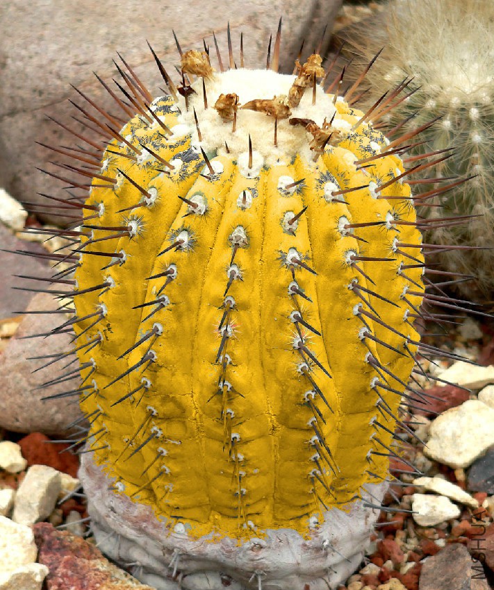 Copiapoa_cinerea_Gold.jpg