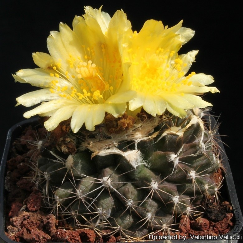 Copiapoa_humilis_subs__tenuissima_7801_l.jpg