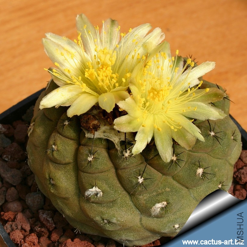 Copiapoa_hypogea_FR261_fl_810.jpg