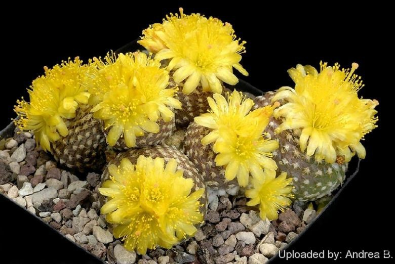 Copiapoa_laui_974_l.jpg