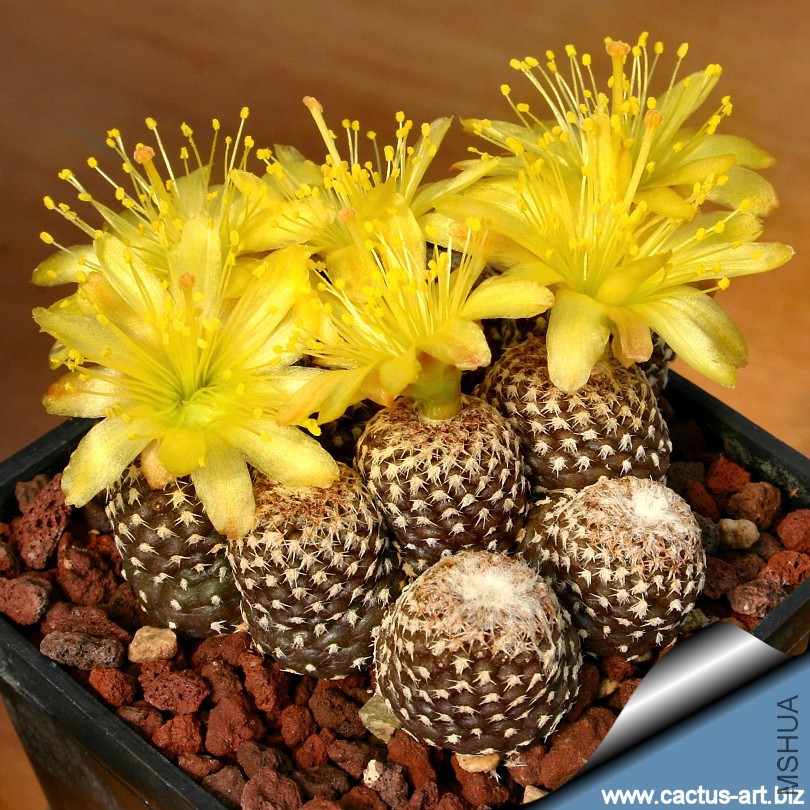 Copiapoa_laui_blooms_810.jpg