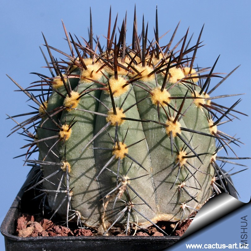 Copiapoa_lembckei_yellow_areoles_810.jpg