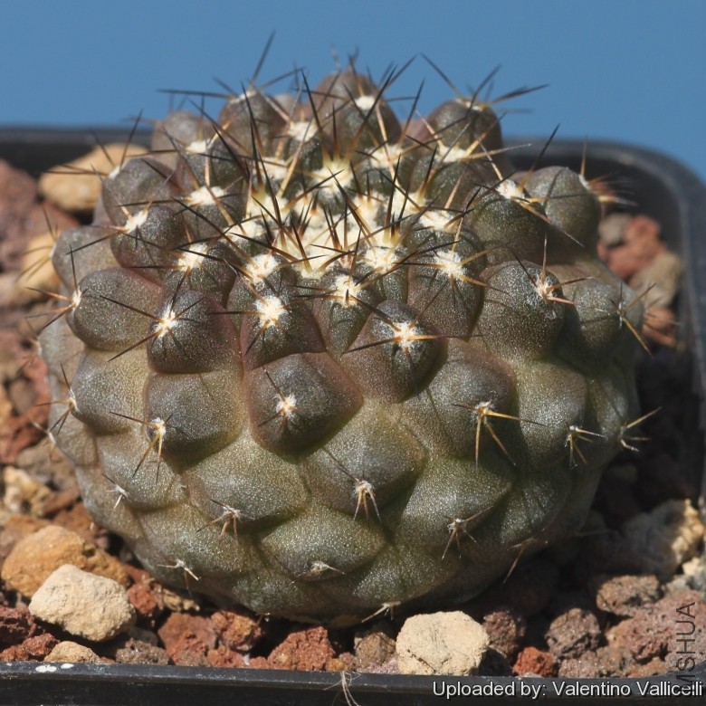 Copiapoa_leonensis_17992_l.jpg