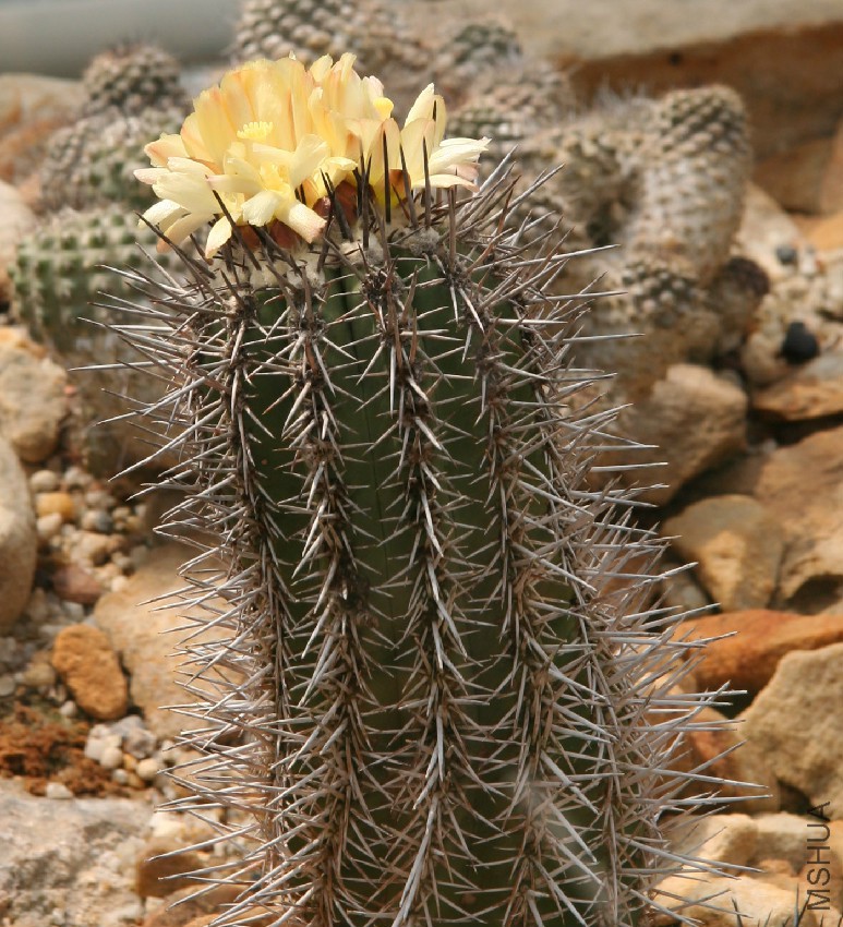 Copiapoa_marginata_03.jpg