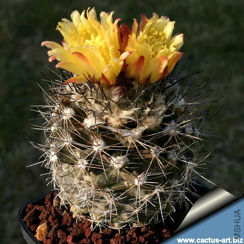 Copiapoa_maritima_KK1_810.jpg