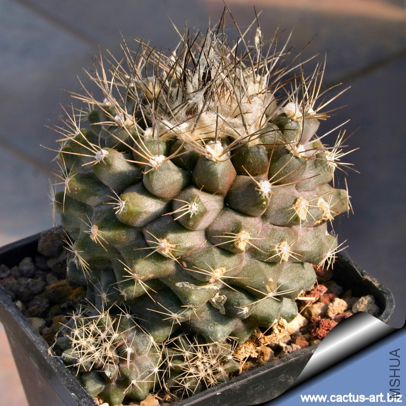 Copiapoa_paposoensis_bis_810.jpg
