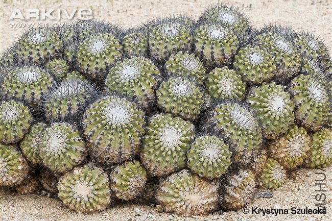 Copiapoa-cinerascens.jpg