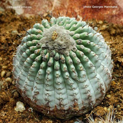 phoca_thumb_l_copiapoa-cinerea1.jpg