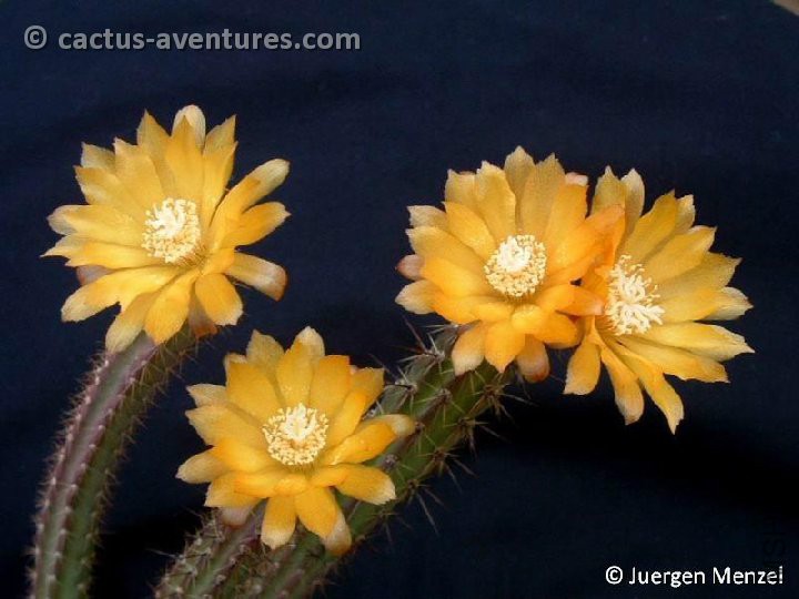 Corryocactus squarrosus Juergen Menzel.jpg