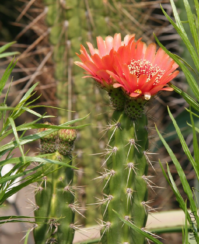 Corryocactus_melanotrichus.jpg