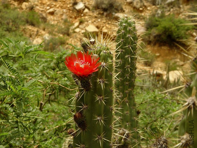 TB247_4_Corryocactus_melanotrichus.jpg