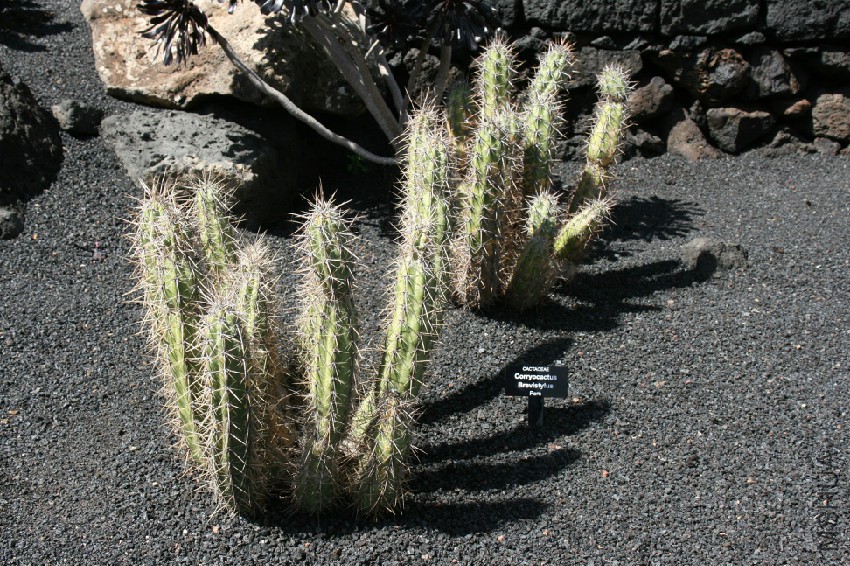 Teguise_Guatiza_-_Jardin_-_Corryocactus_brevistylus_01_ies.jpg
