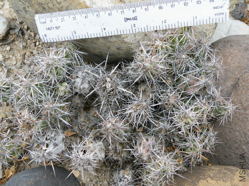 Corynopuntia_moelleri_(5673286202).jpg