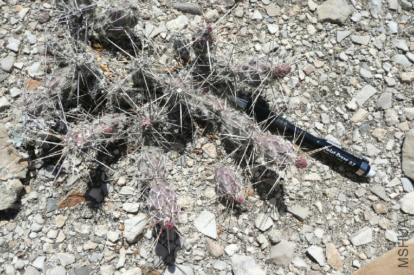 corynopuntia-grahamii-big-bend-national-park-joselyn-fenstermacher.jpg