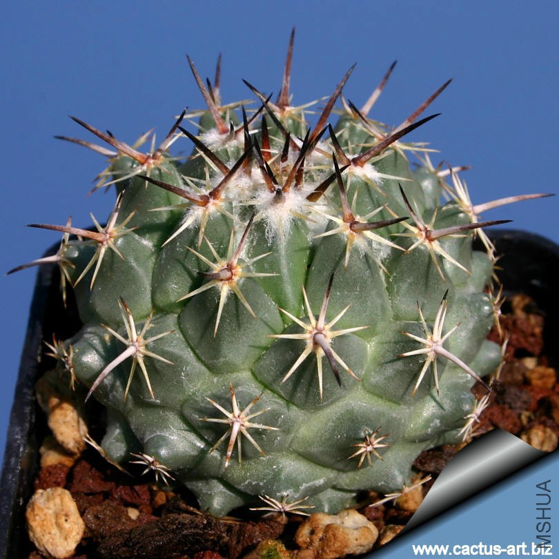 Coryphantha_borwigii_higueras_810.jpg