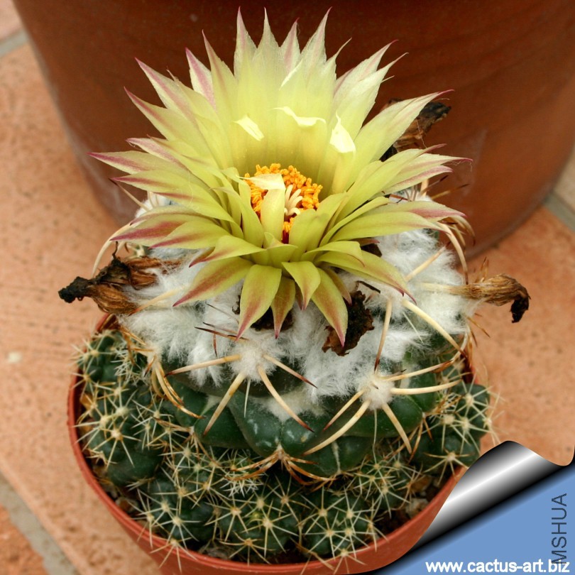 Coryphantha_bumamma_02_810.jpg