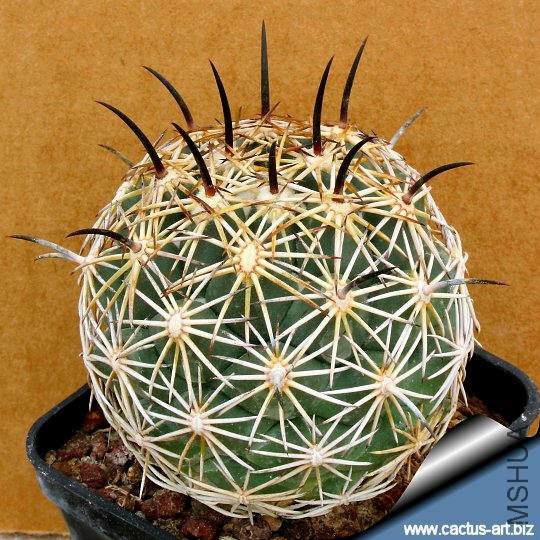 Coryphantha_cornifera_SB44_540.jpg
