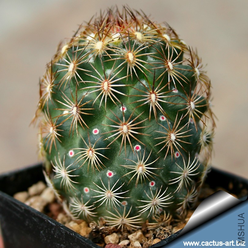 Coryphantha_echinoidea_SB26_810.jpg