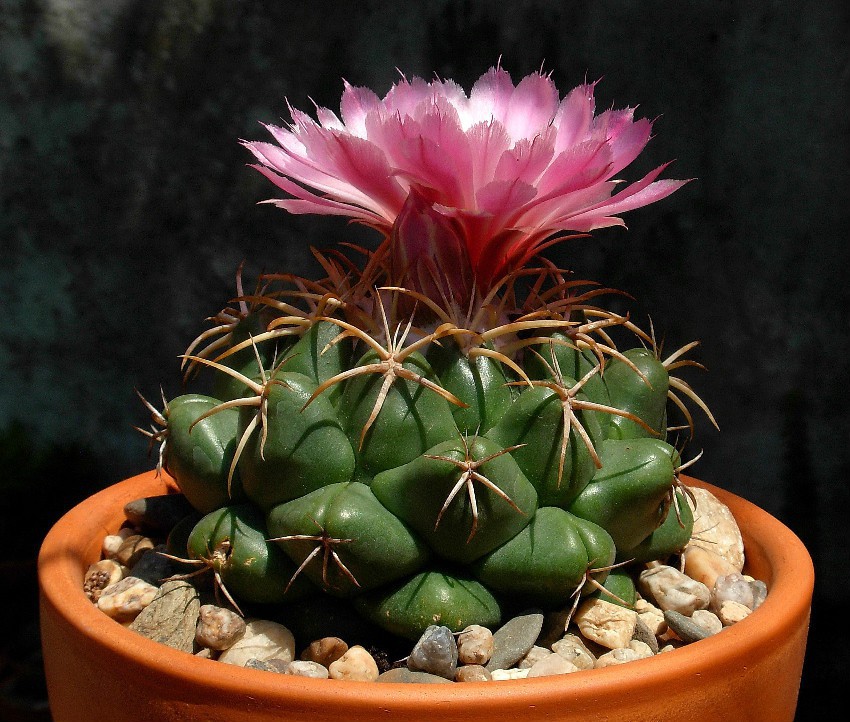 Coryphantha_elephantidens.jpg