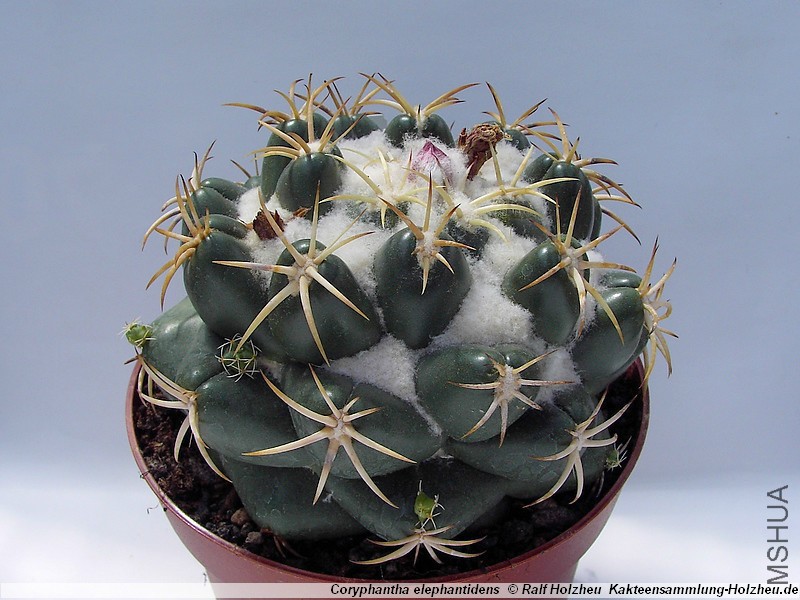 Coryphantha_elephantidens_00.jpg
