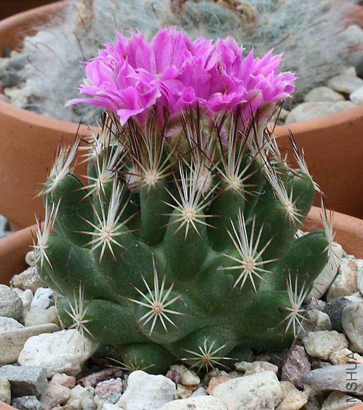 Coryphantha_hesteri07192013_01.jpg