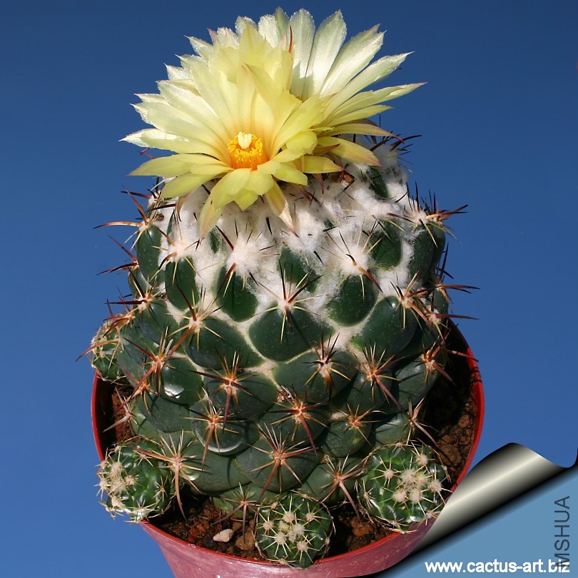 Coryphantha_longicornis_grandis_810.jpg