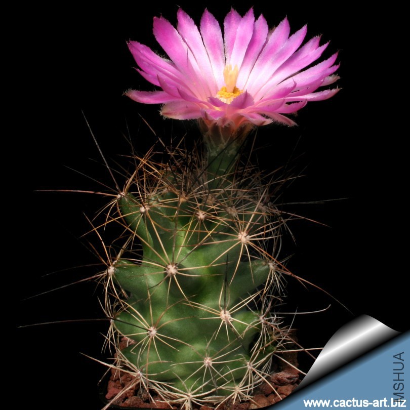 Coryphantha_macromeris_810.jpg