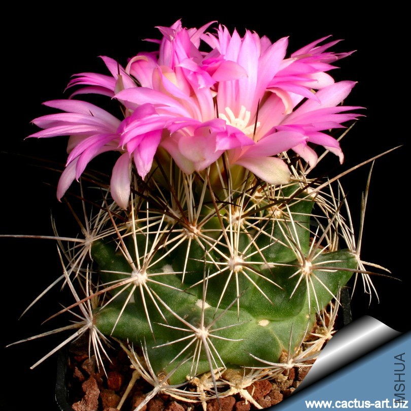 Coryphantha_macromeris_blooms_810.jpg