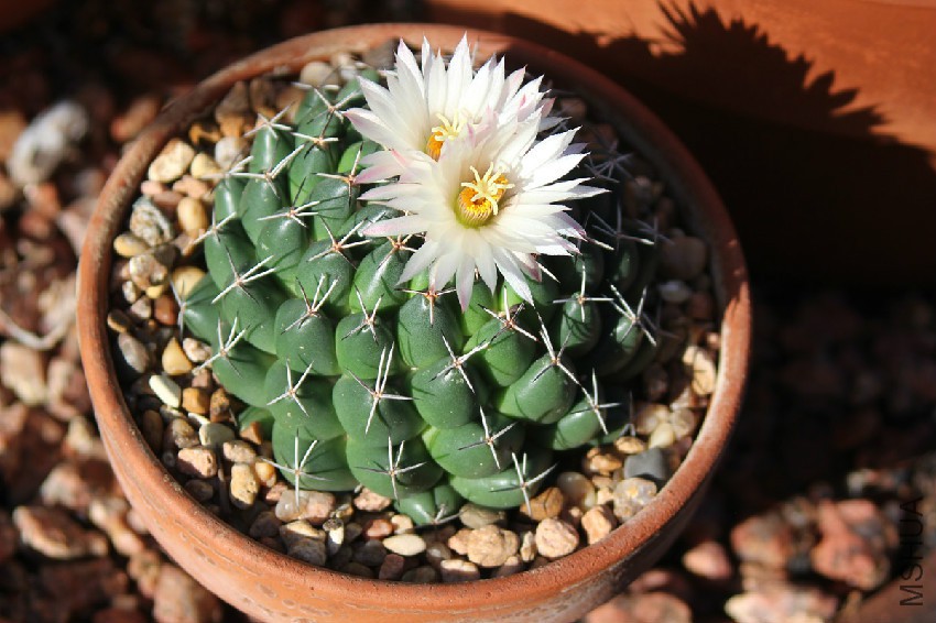 coryphantha_maiz-tablasensi.jpg
